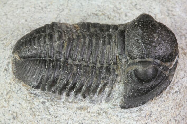 Bargain, Gerastos Trilobite Fossil - Morocco #69100